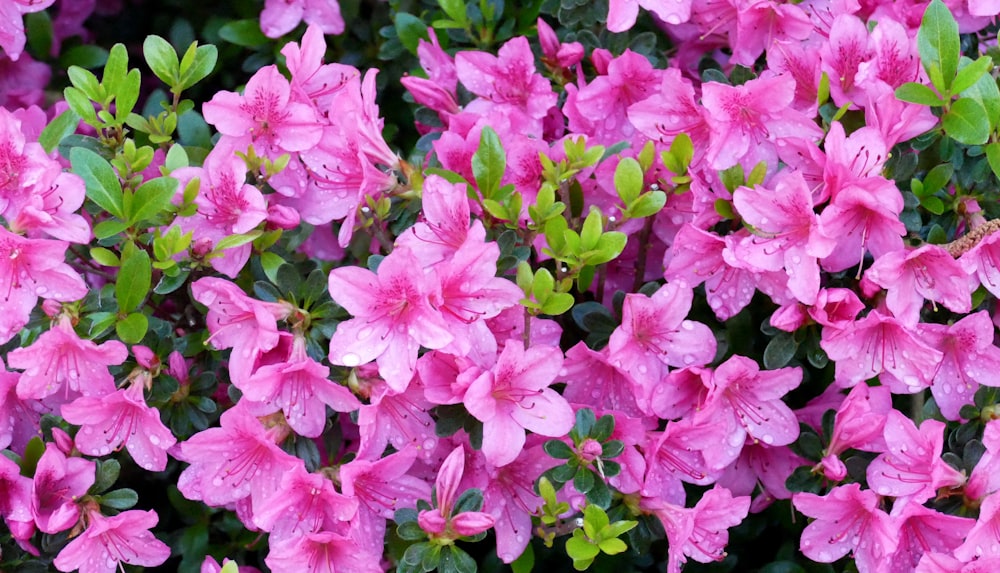 a group of pink flowers