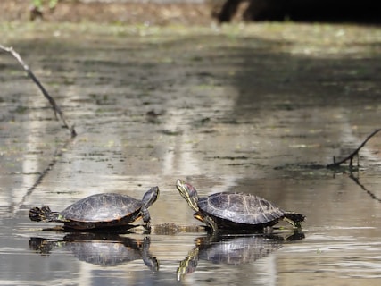 a group of turtles on a wet road