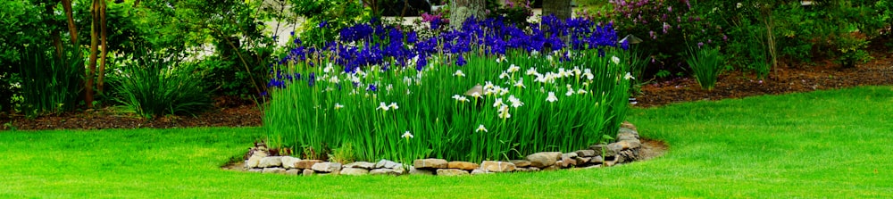 a garden with flowers