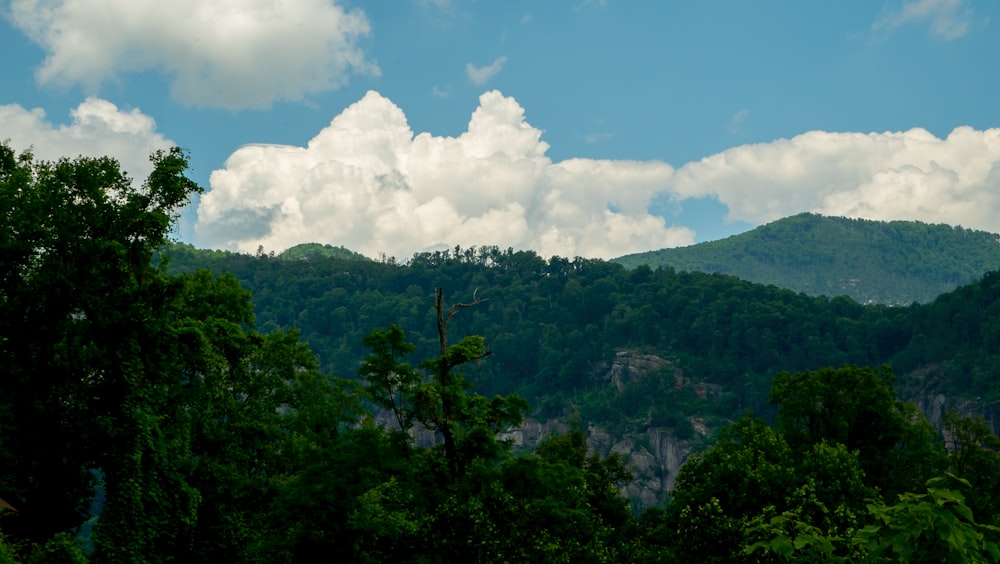 a landscape with trees and mountains