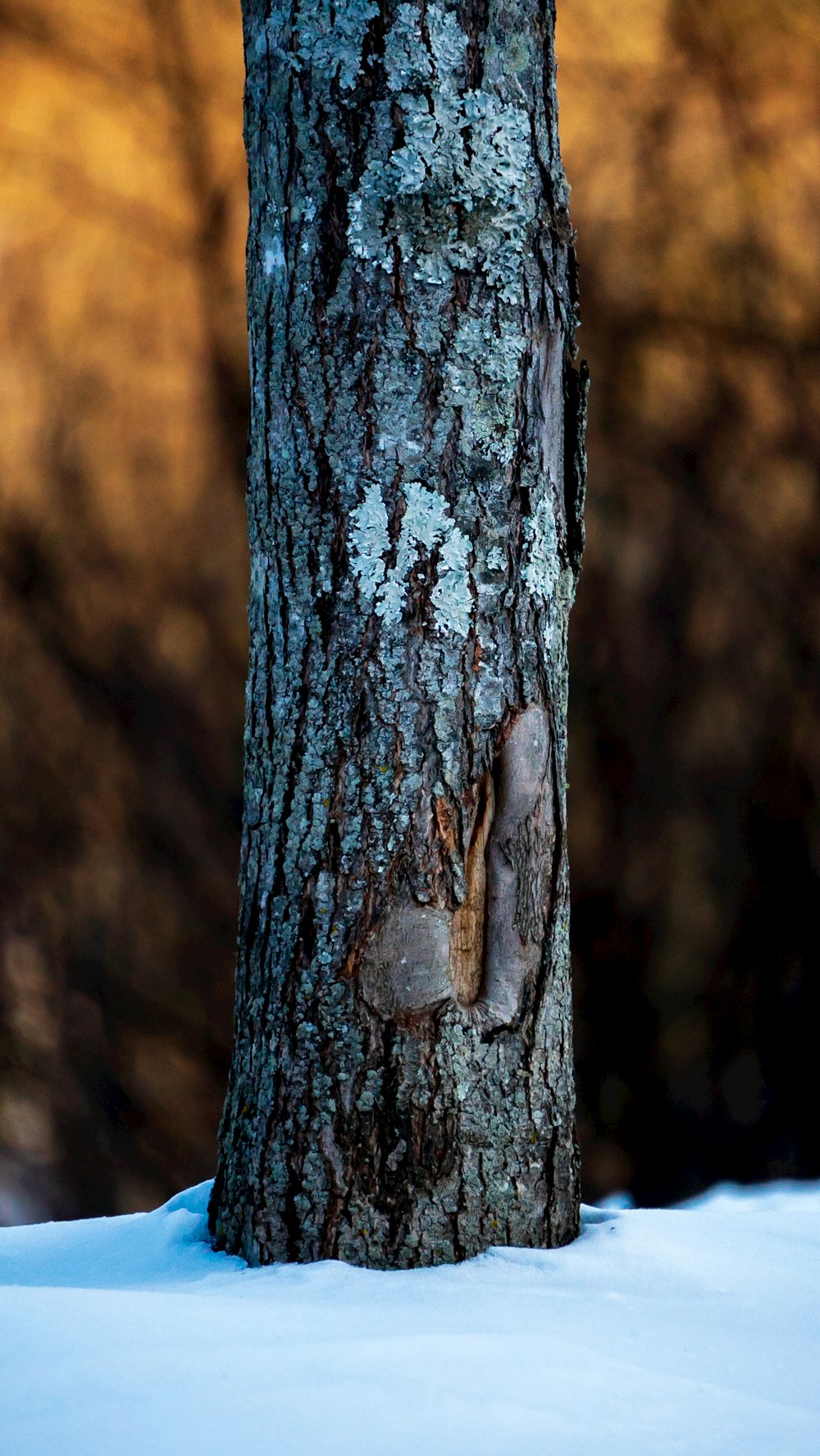 a tree trunk with a hole in it