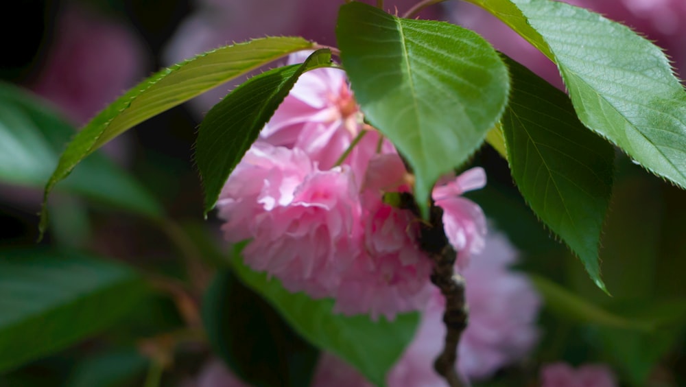 a close up of a flower