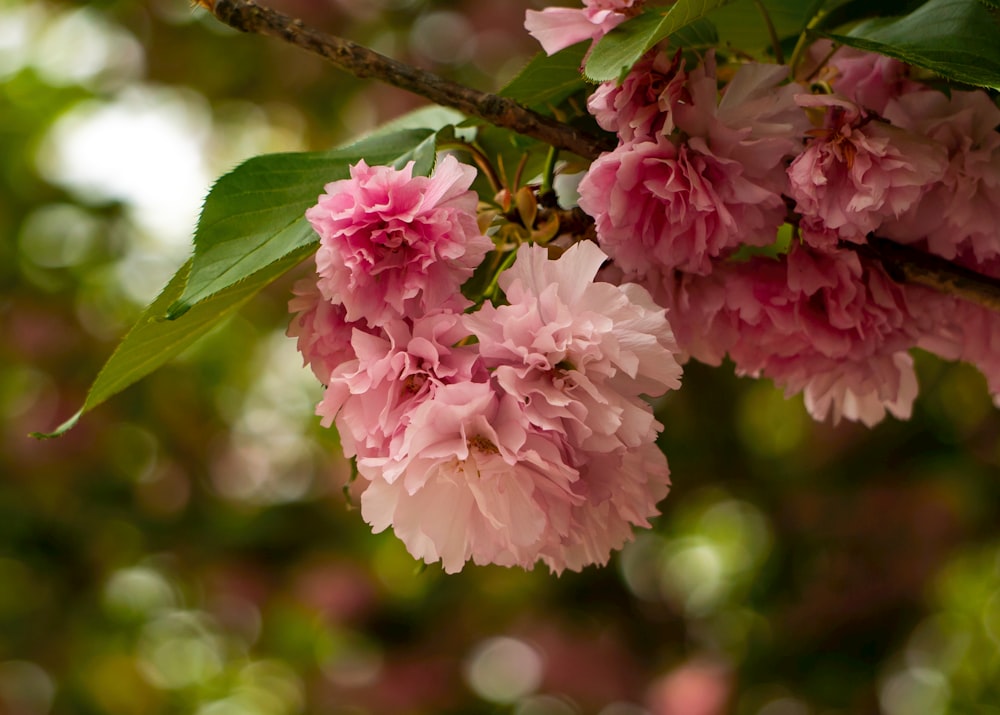 a close up of some flowers