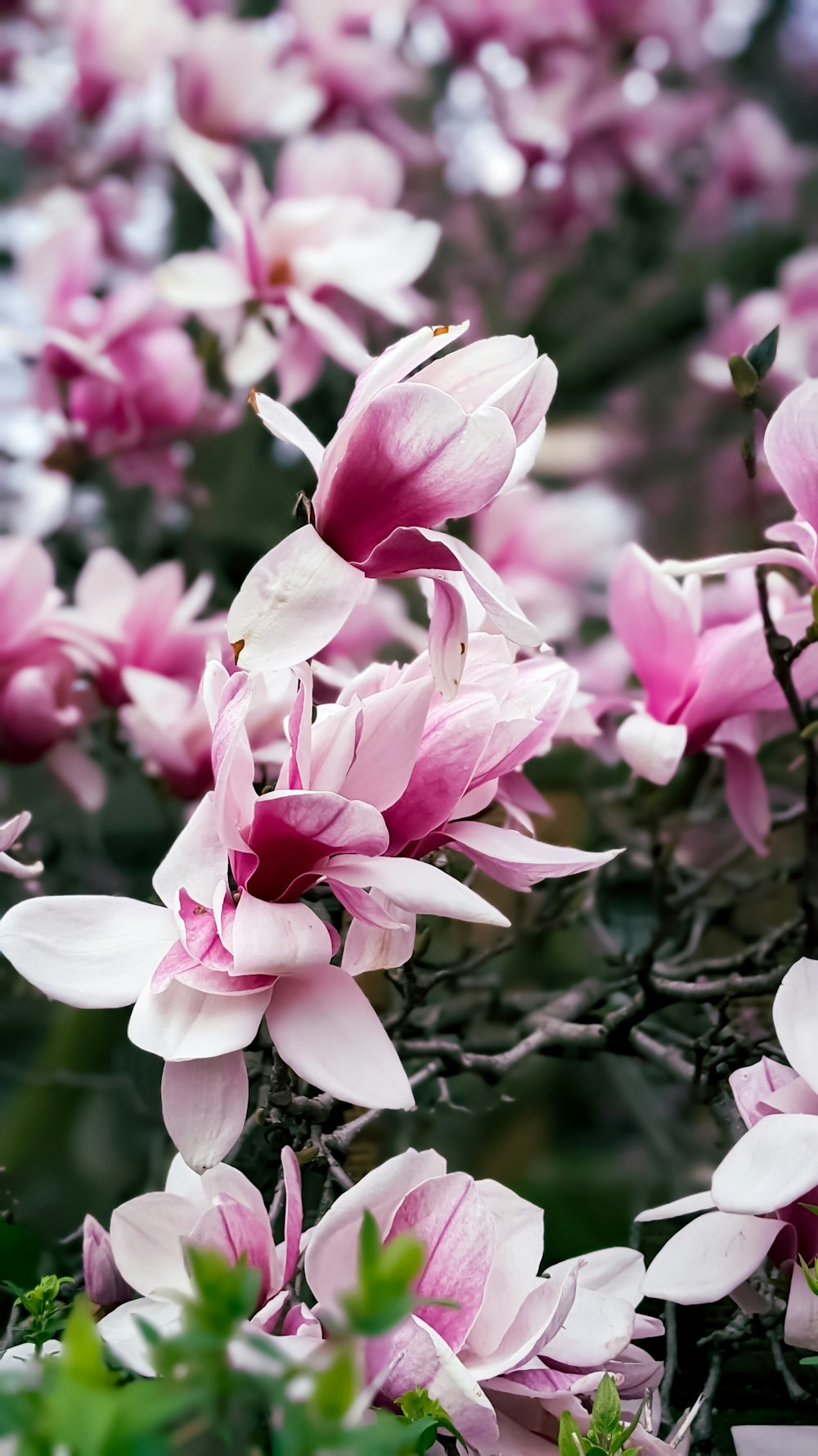 a close up of flowers