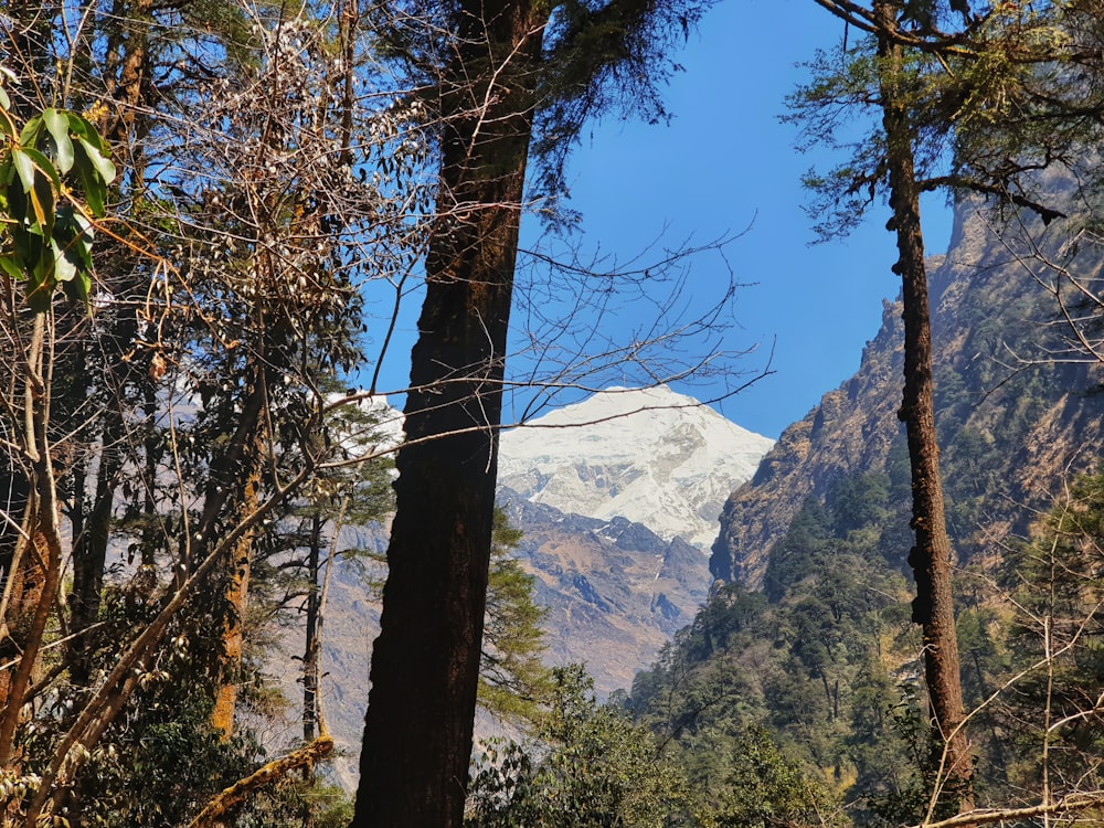 a view of a mountain range from a forest