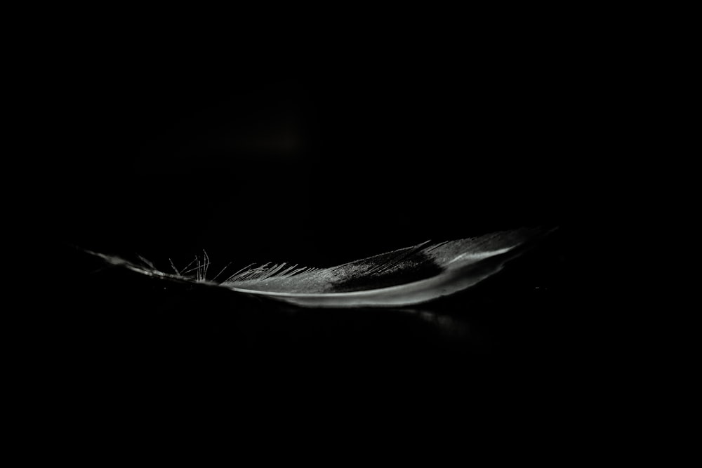 a close-up of a feather