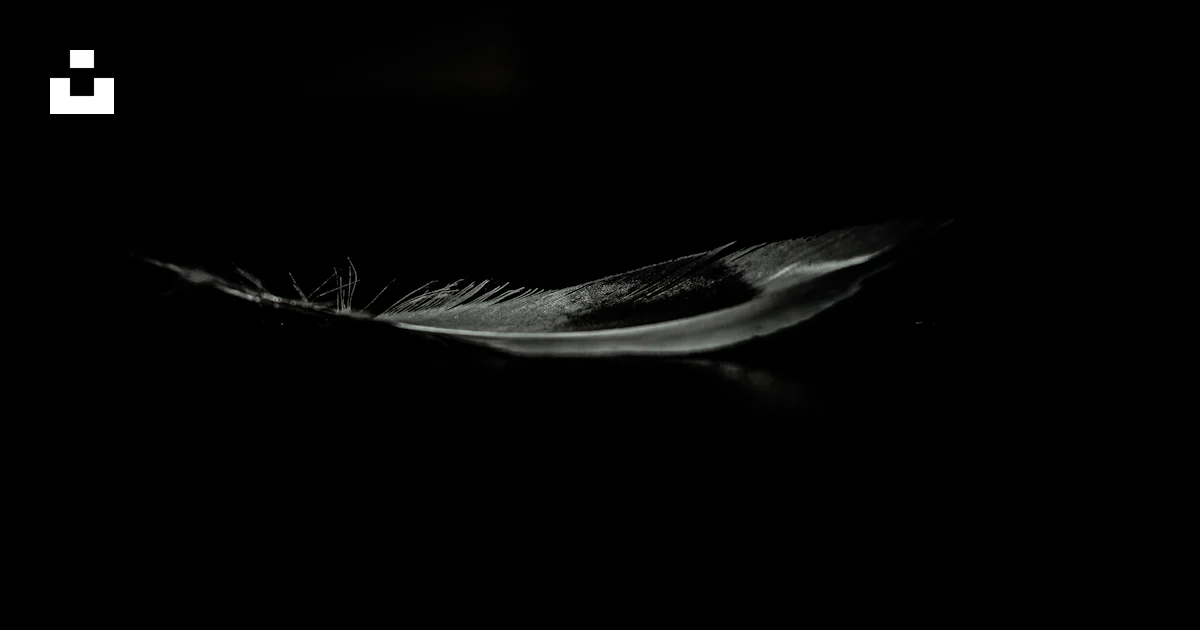 Screenshot Feather A close-up of a feather photo – Free Grey Image on Unsplash