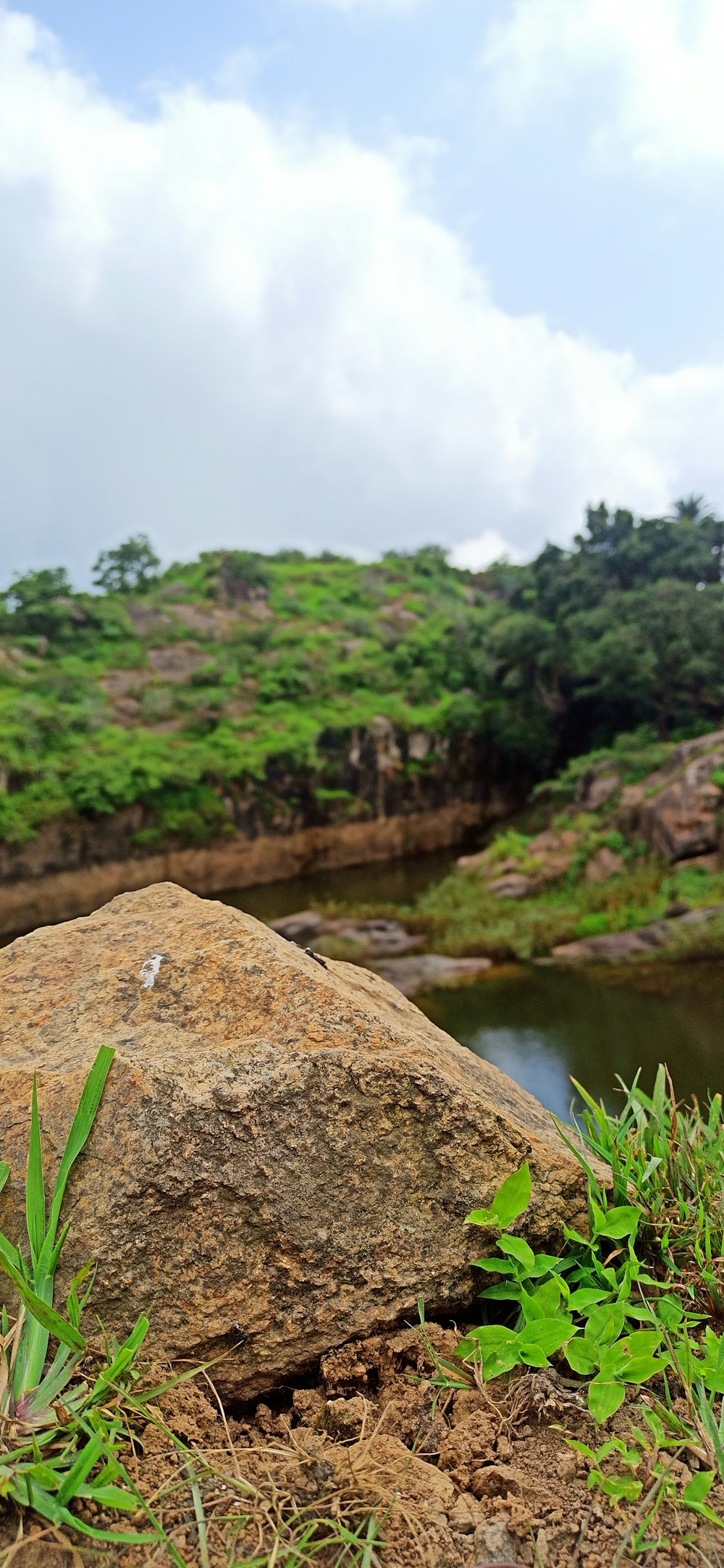 a river with rocks and plants