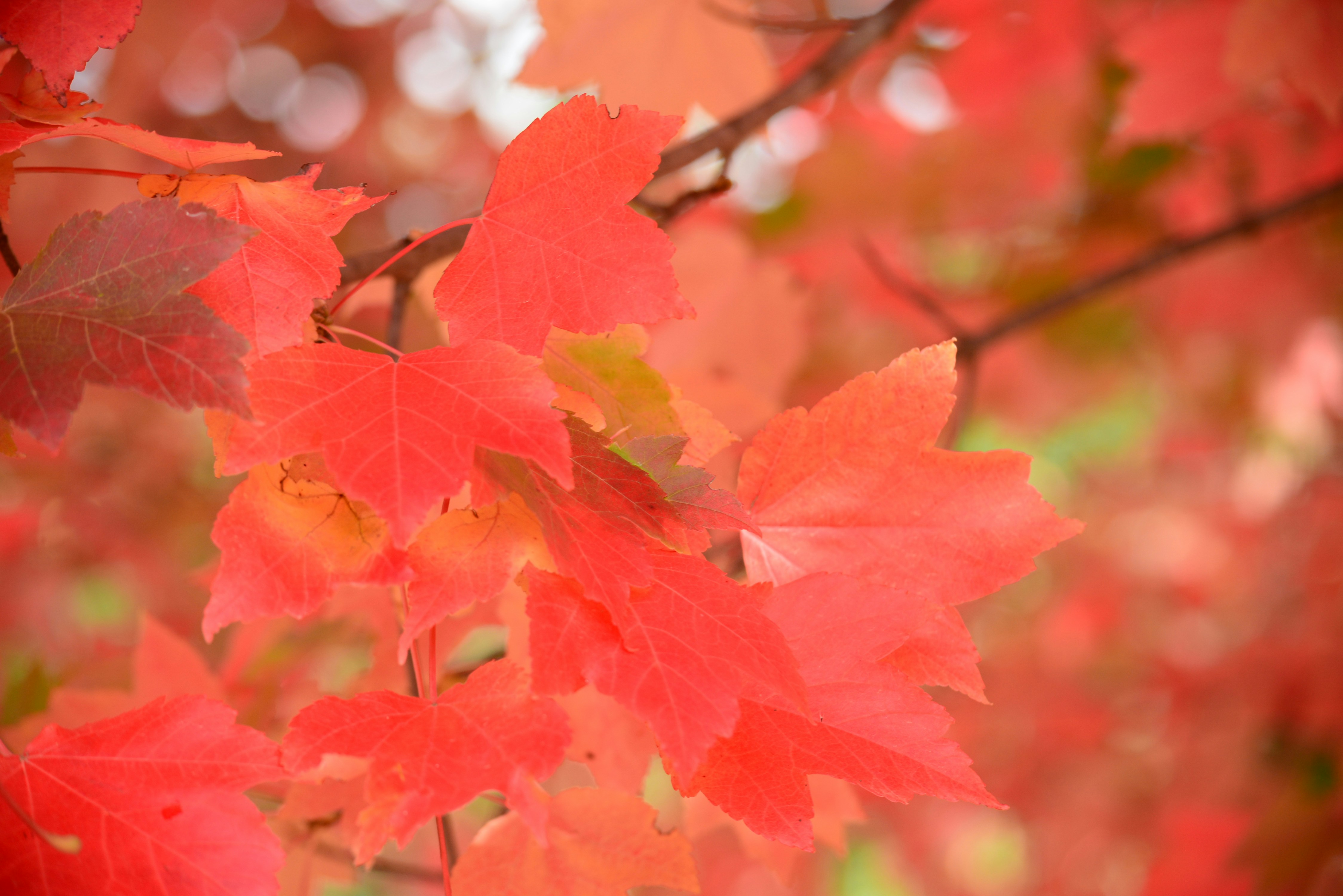 Photo by richard7seals