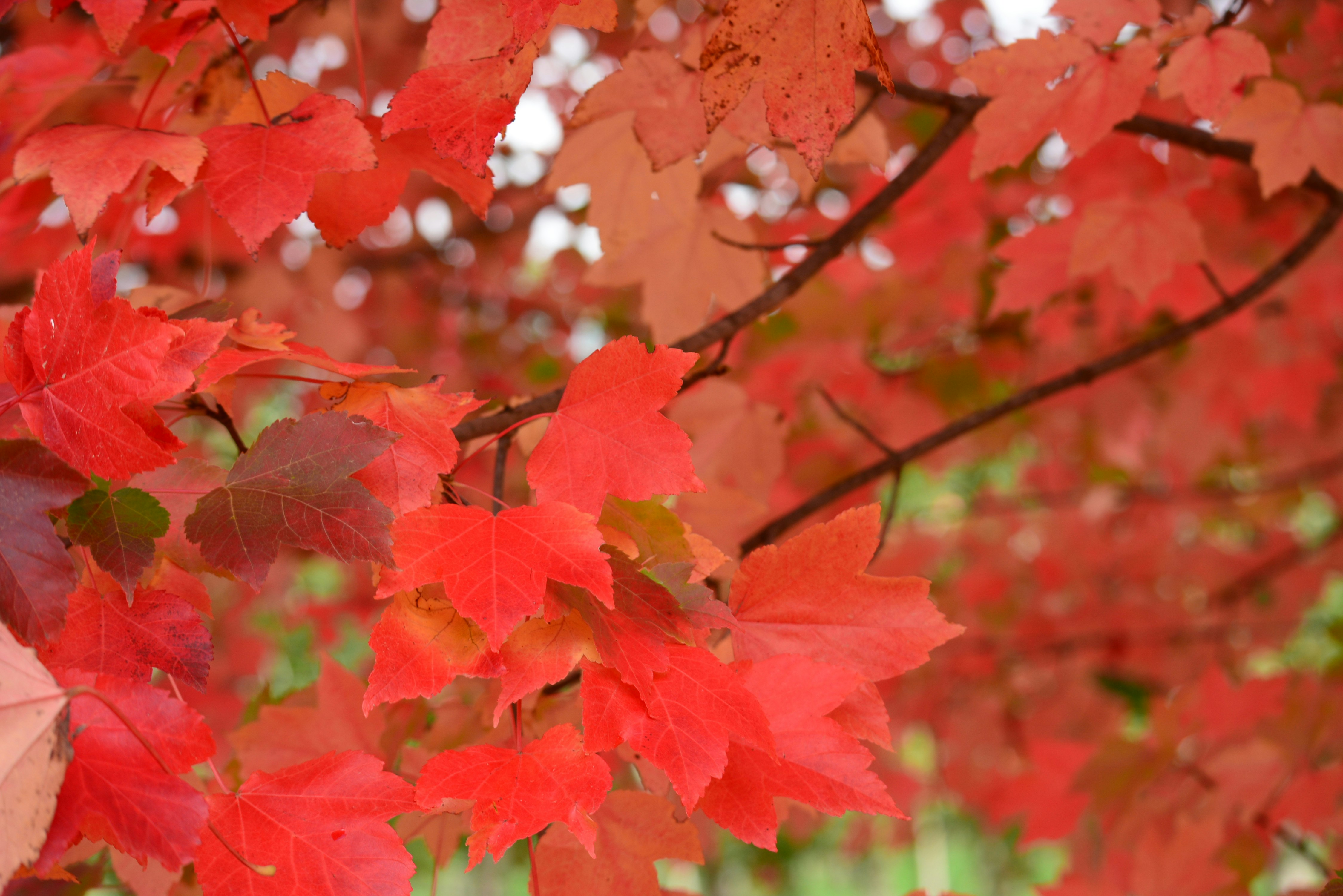 Photo by richard7seals