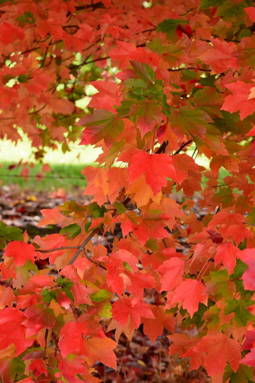 a group of colorful leaves