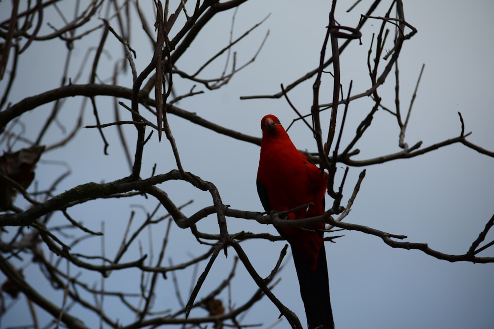 a red bird sitting on a tree branch