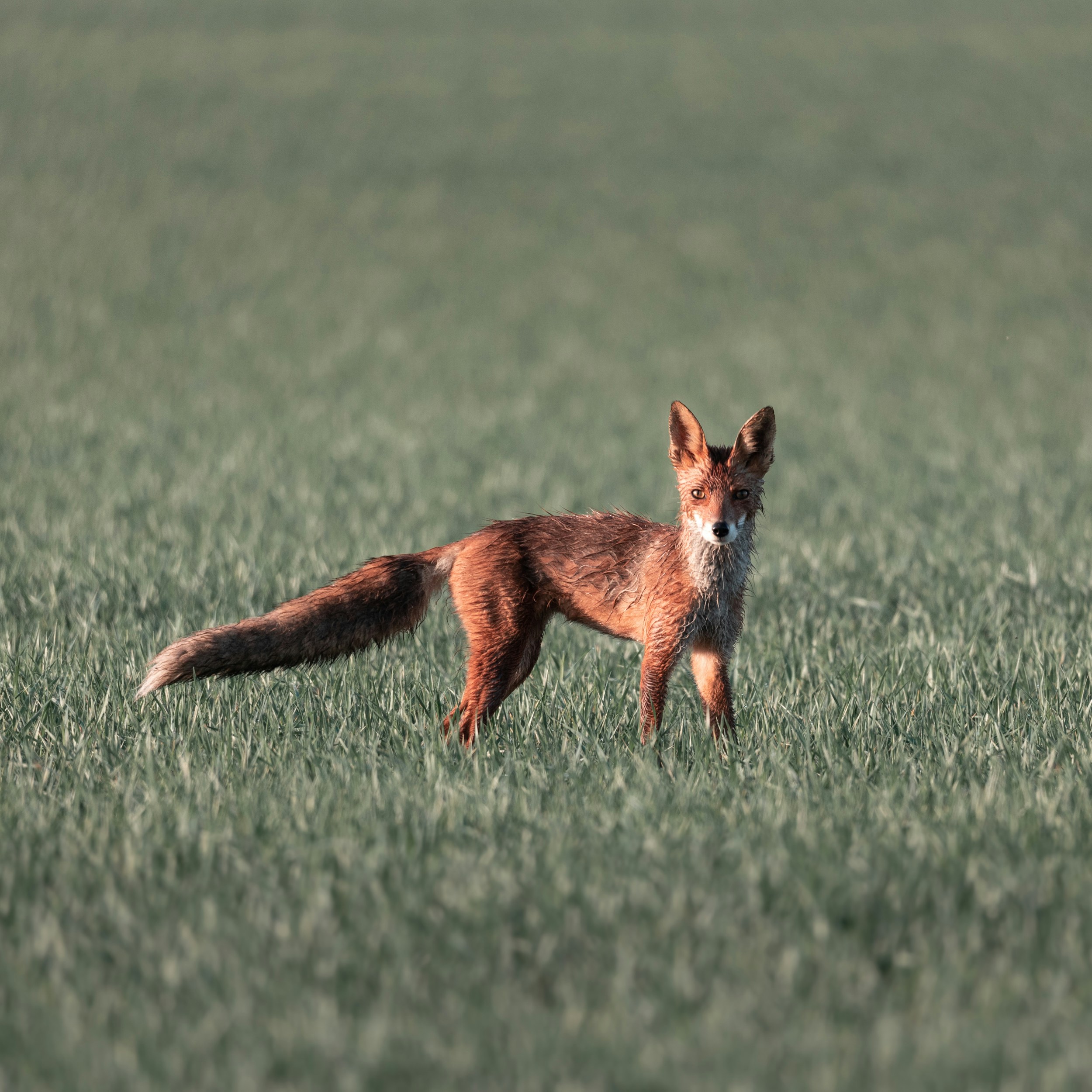 Fox on a grass looking at camera