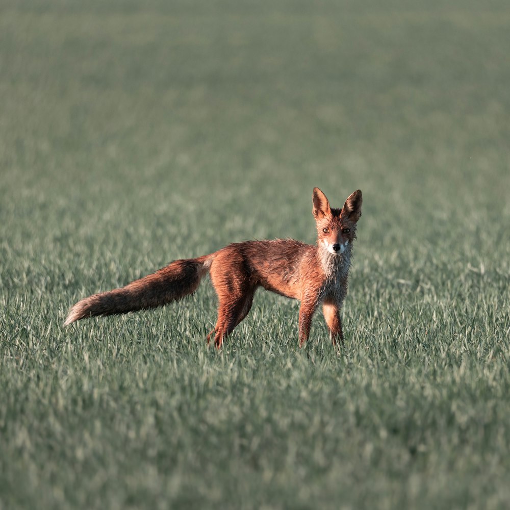 a fox standing on grass