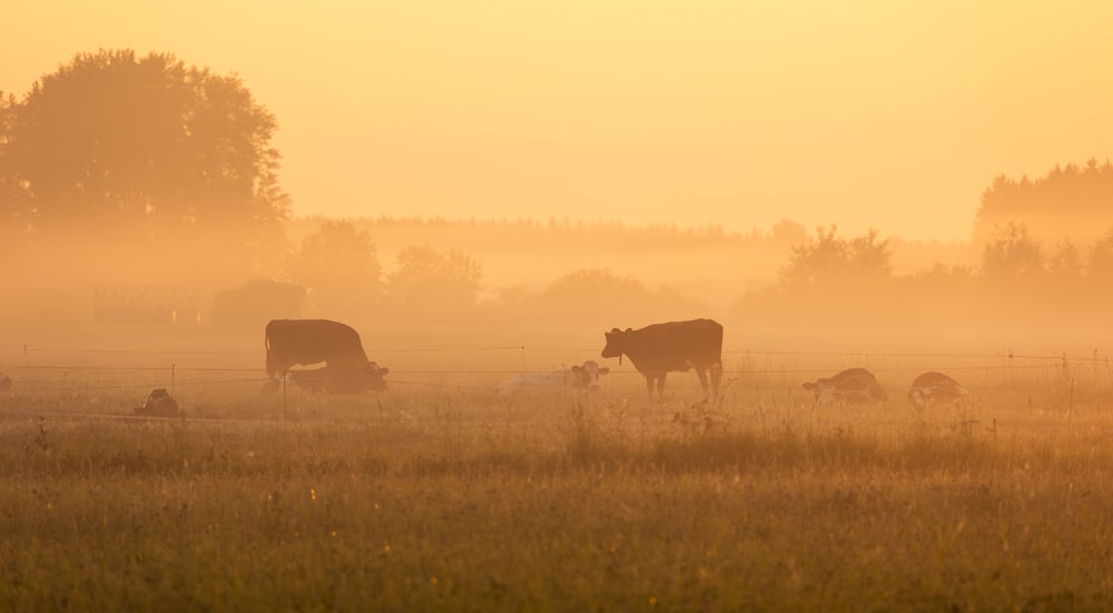 cows grazing in a field