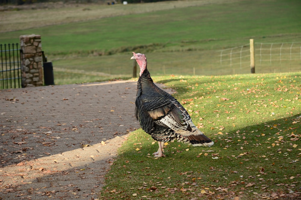 a turkey walking on a path