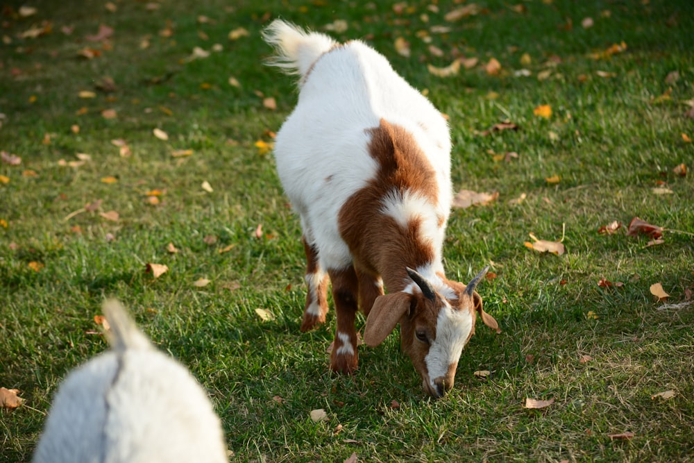 a goat eating grass