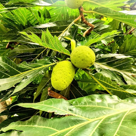 Two large green breadfruits hang from a branch surrounded by lush green leaves. The leaves are broad, with visible veins, creating a dense leafy backdrop.