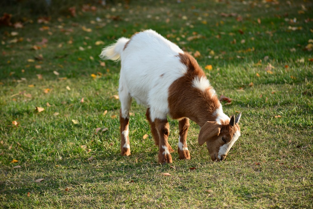 a goat eating grass