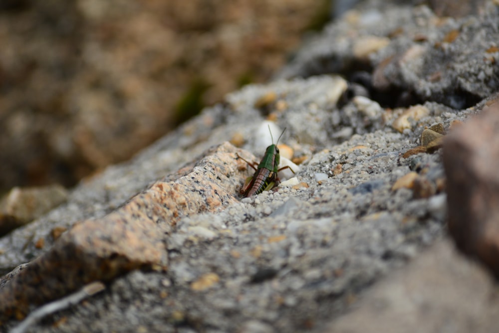 a small insect on a rock