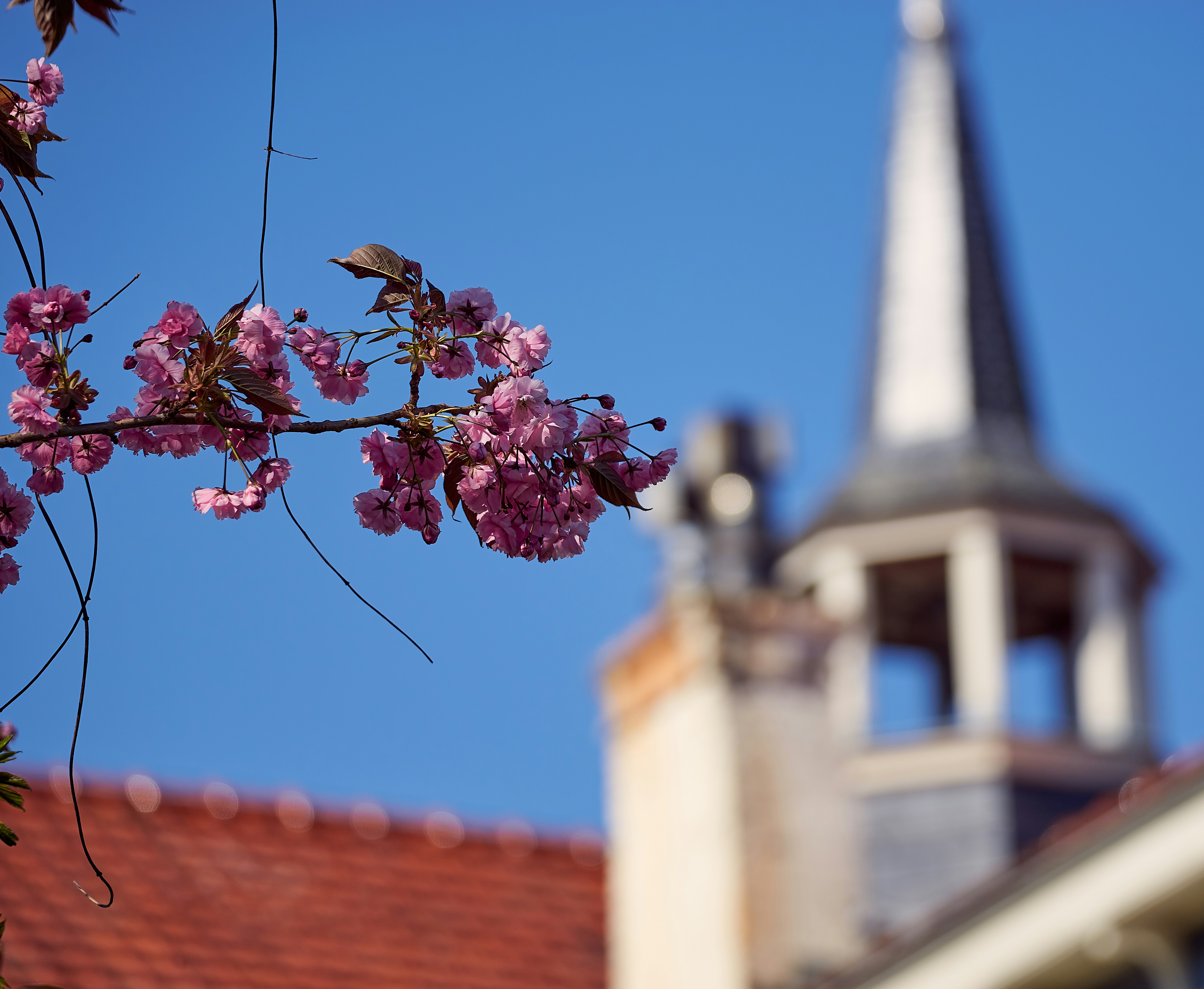 uma árvore com flores cor-de-rosa na frente de um edifício branco