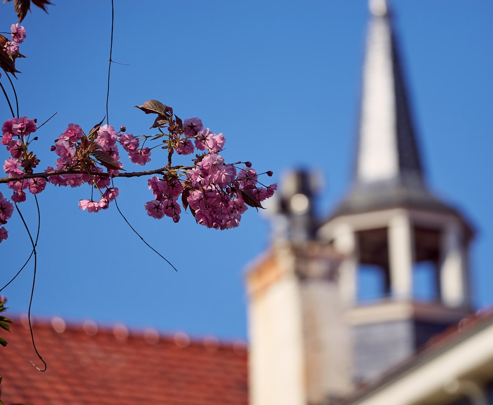 a tree with pink flowers in front of a white building