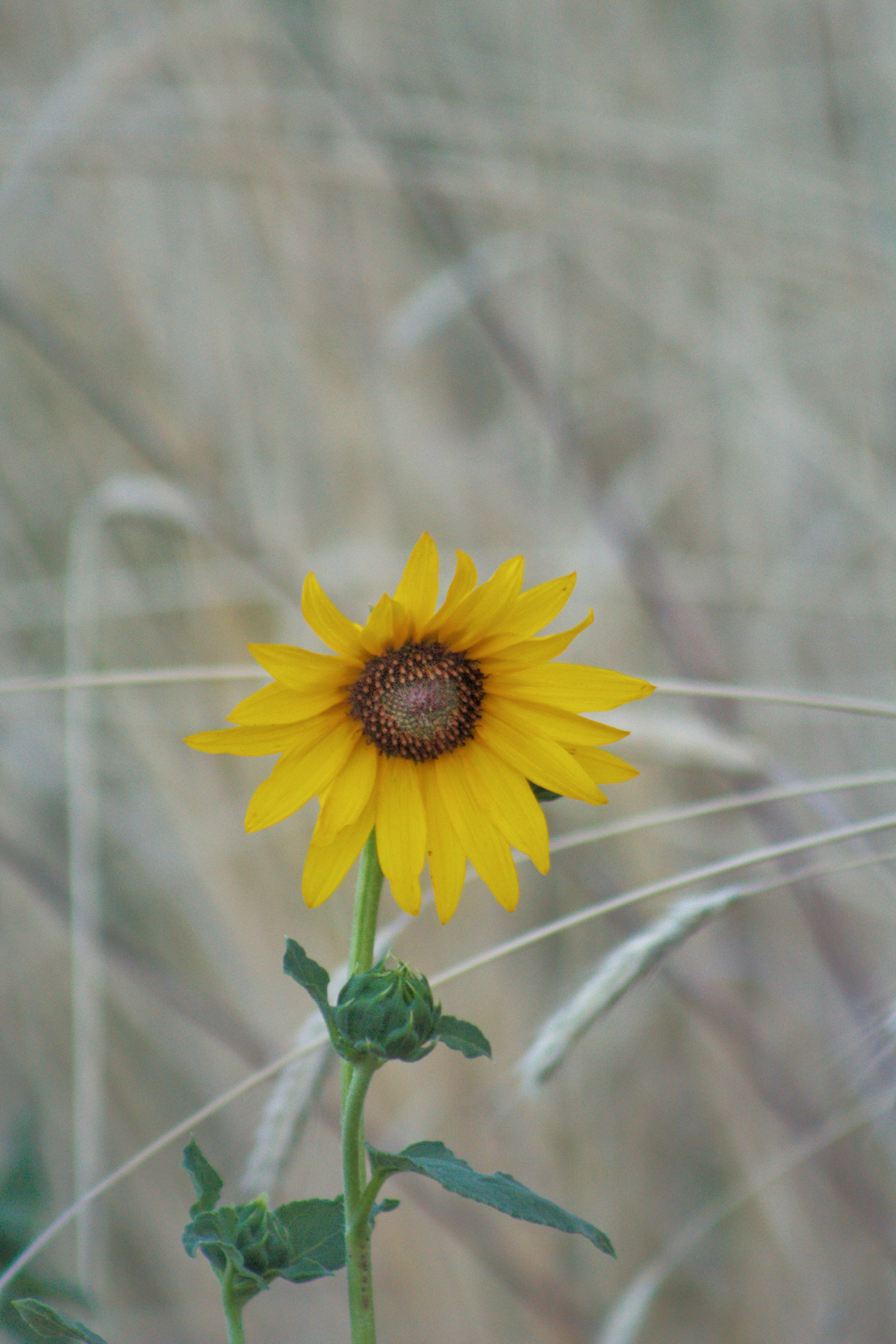 Photo by joshua_hoehne