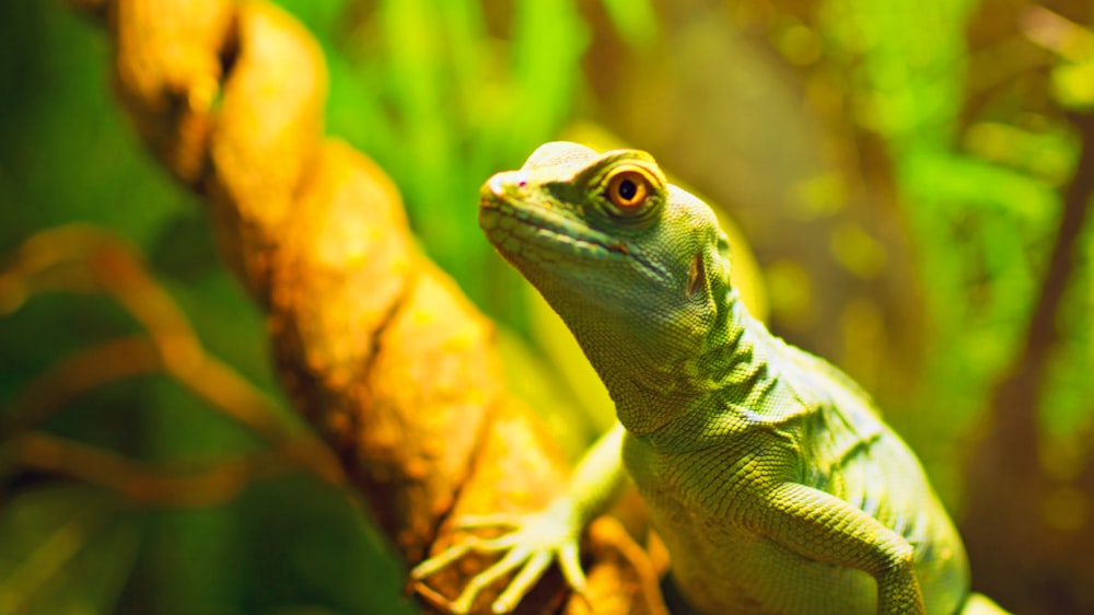 a lizard in the grass