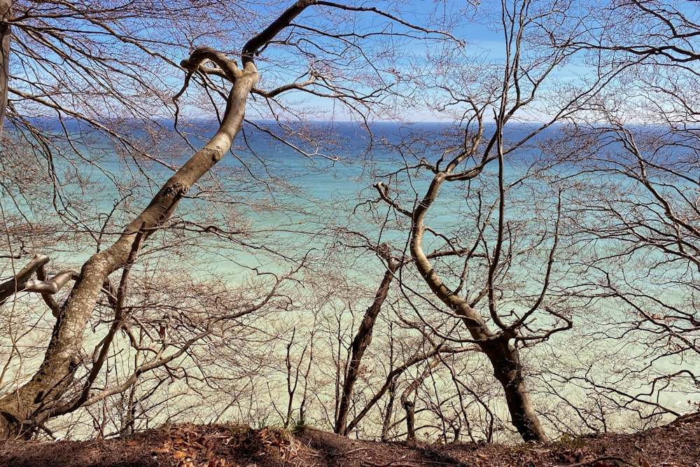 a group of trees next to a body of water