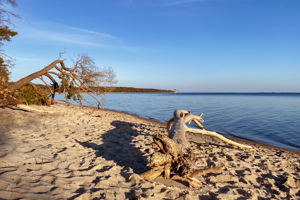 a couple of lizards on a beach