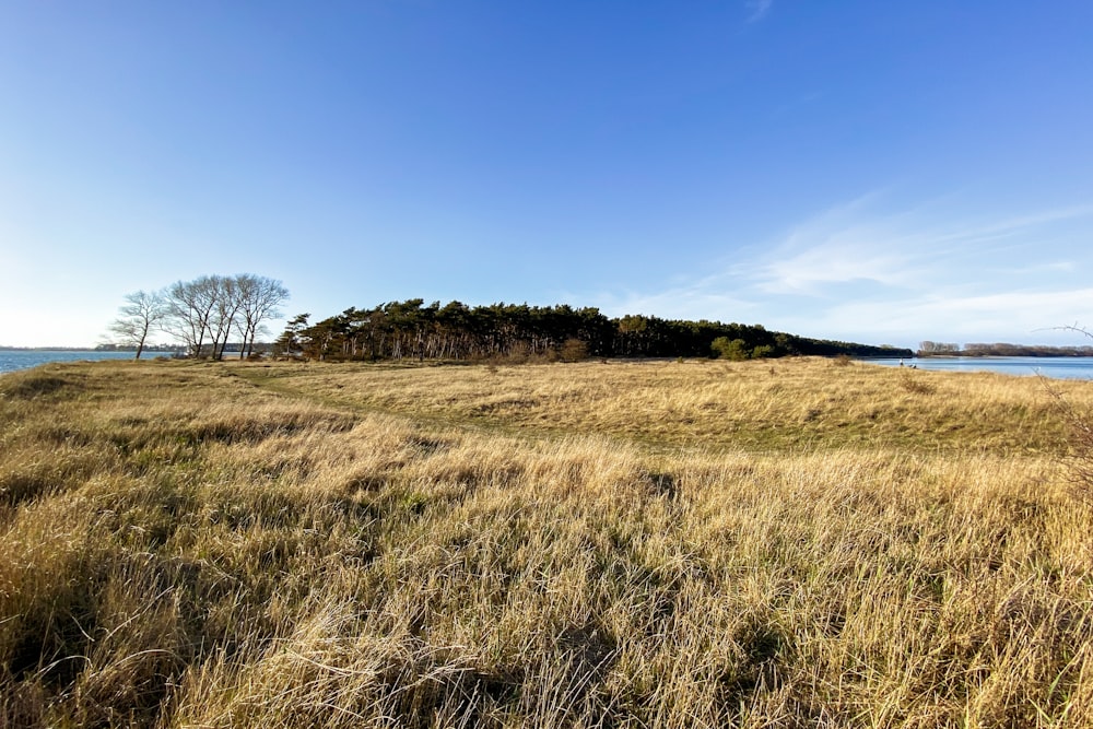 a grassy field with trees in the background