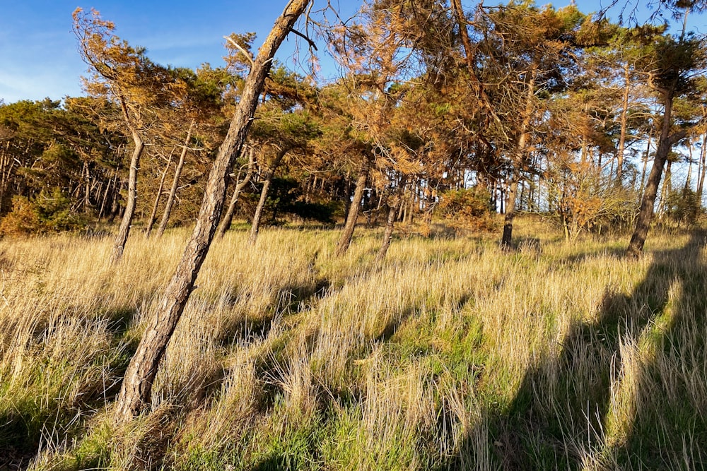 a grassy area with trees in the back