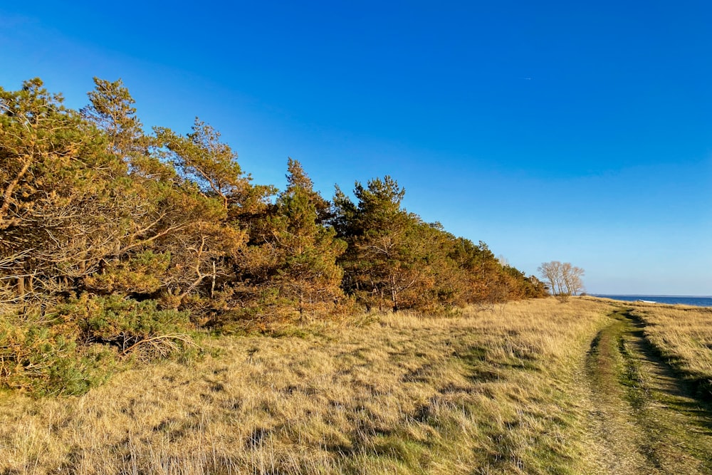 une zone herbeuse avec des arbres