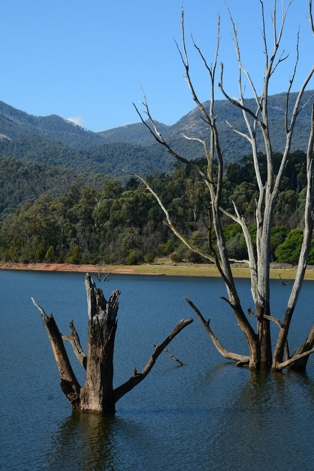 Un grupo de árboles en un lago