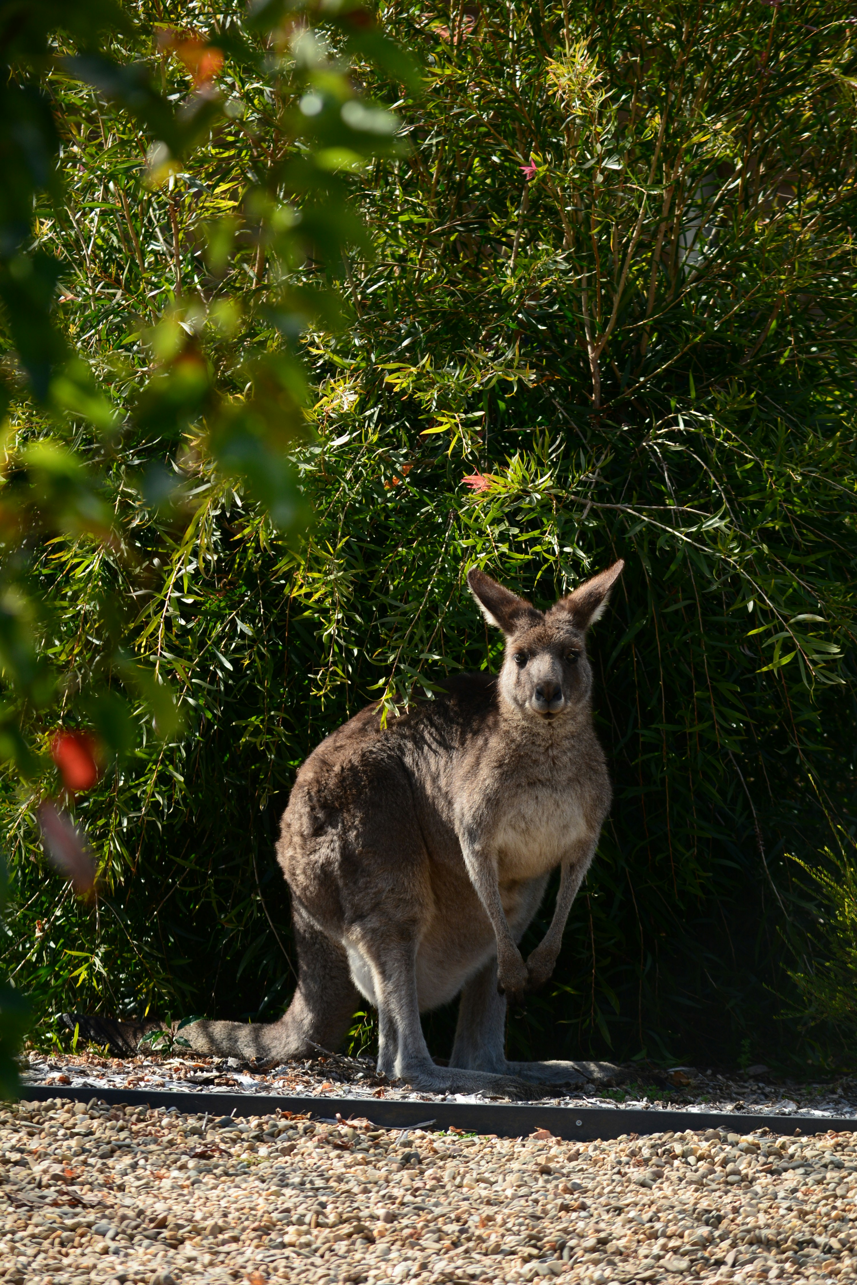 a kangaroo standing in front of a tree