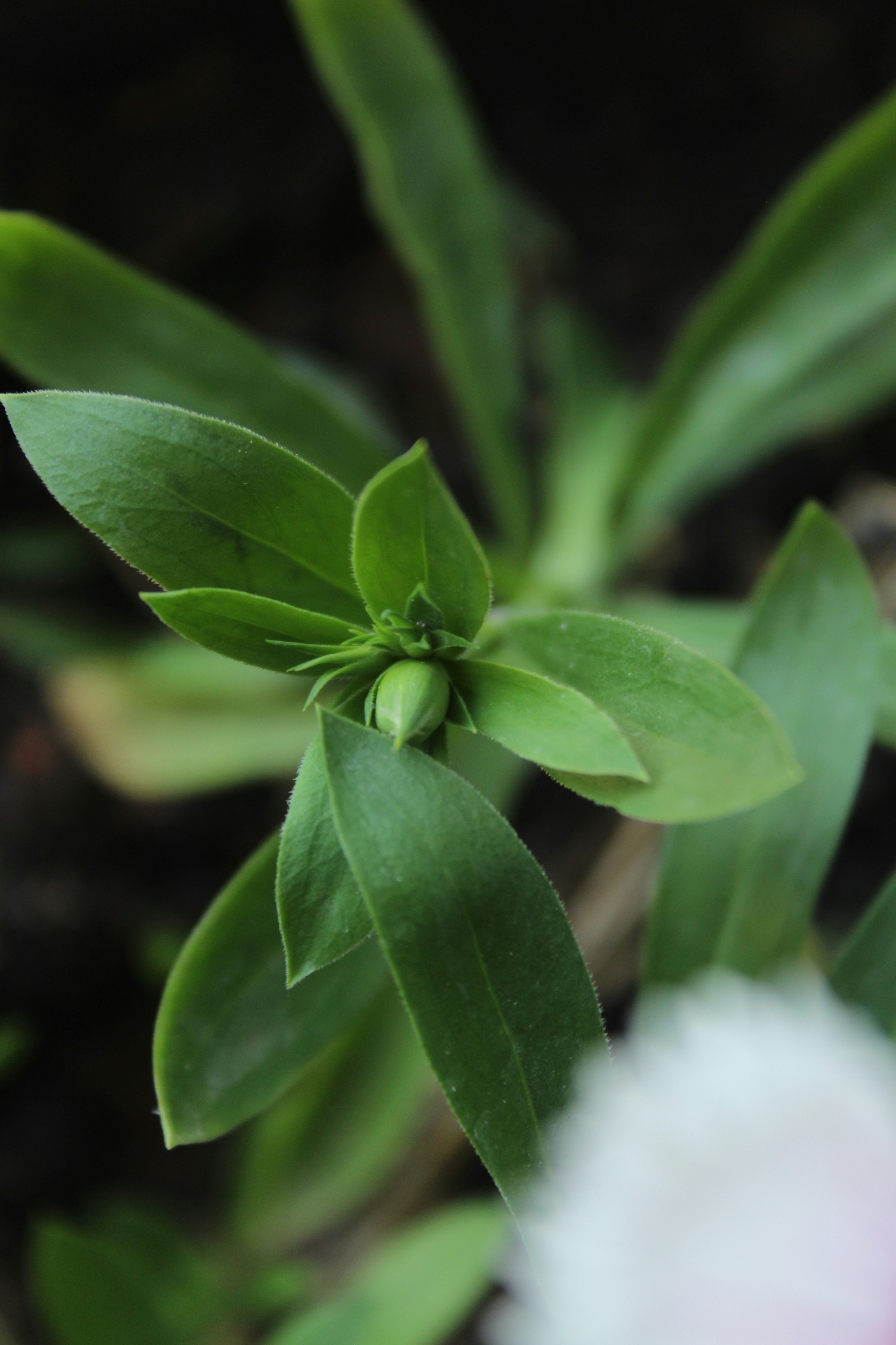 Photo by muruganandham23