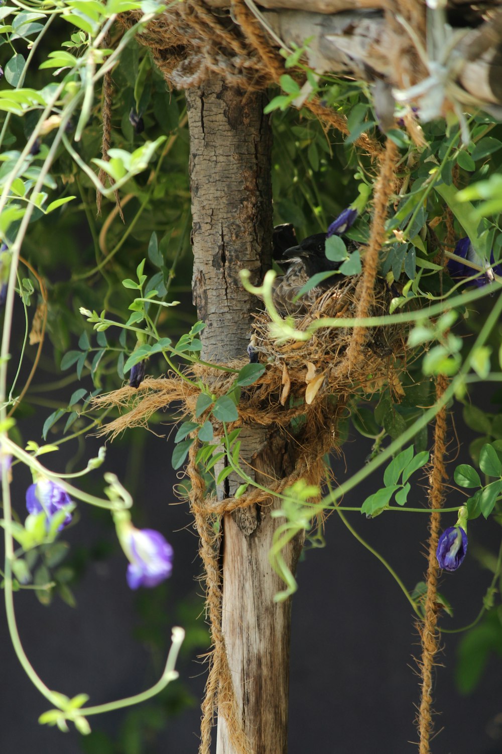 a close-up of a tree