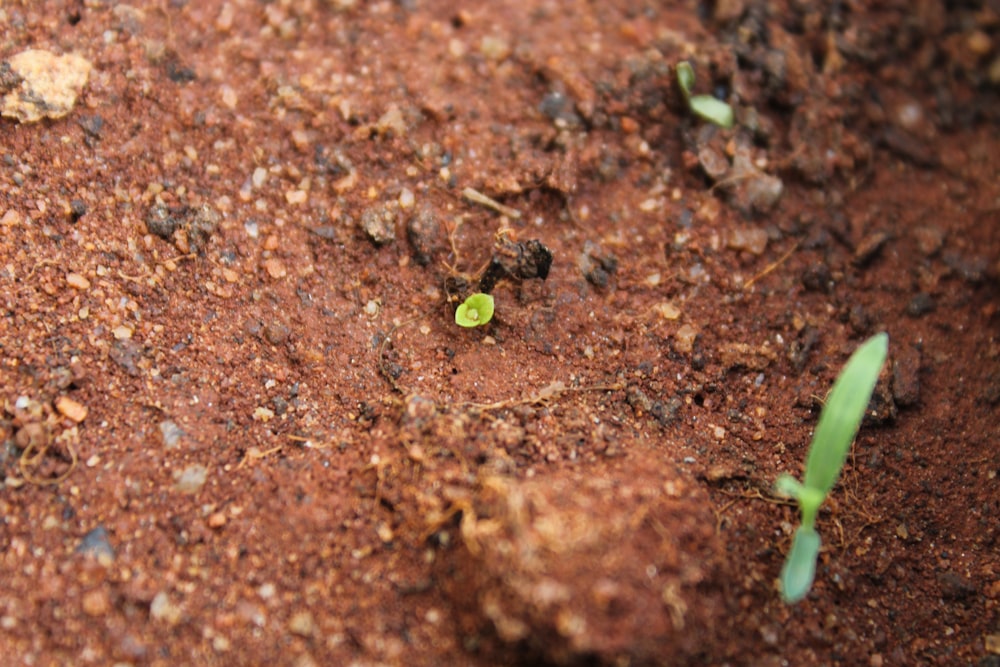 a green plant growing in the dirt