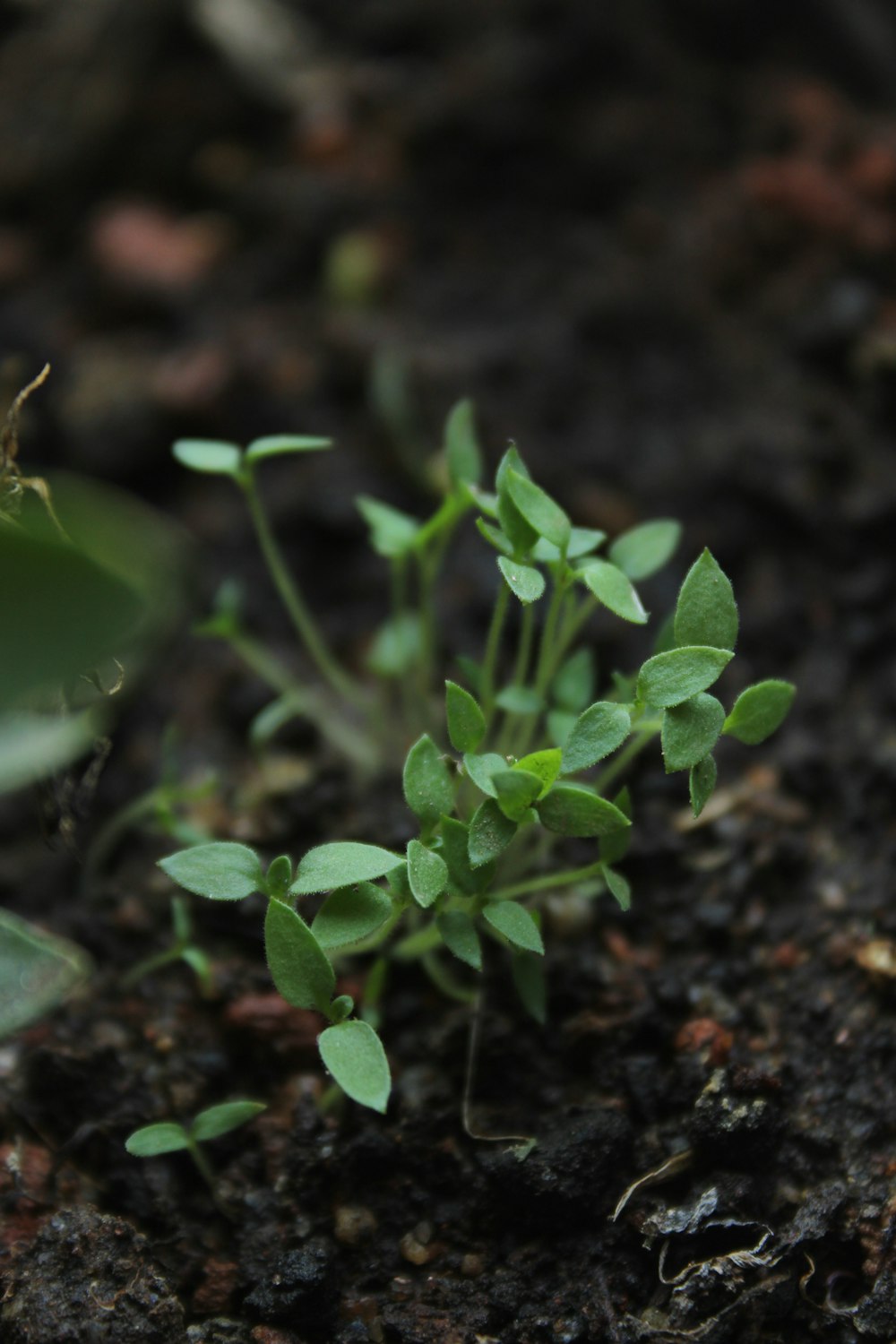 a small plant growing in the dirt