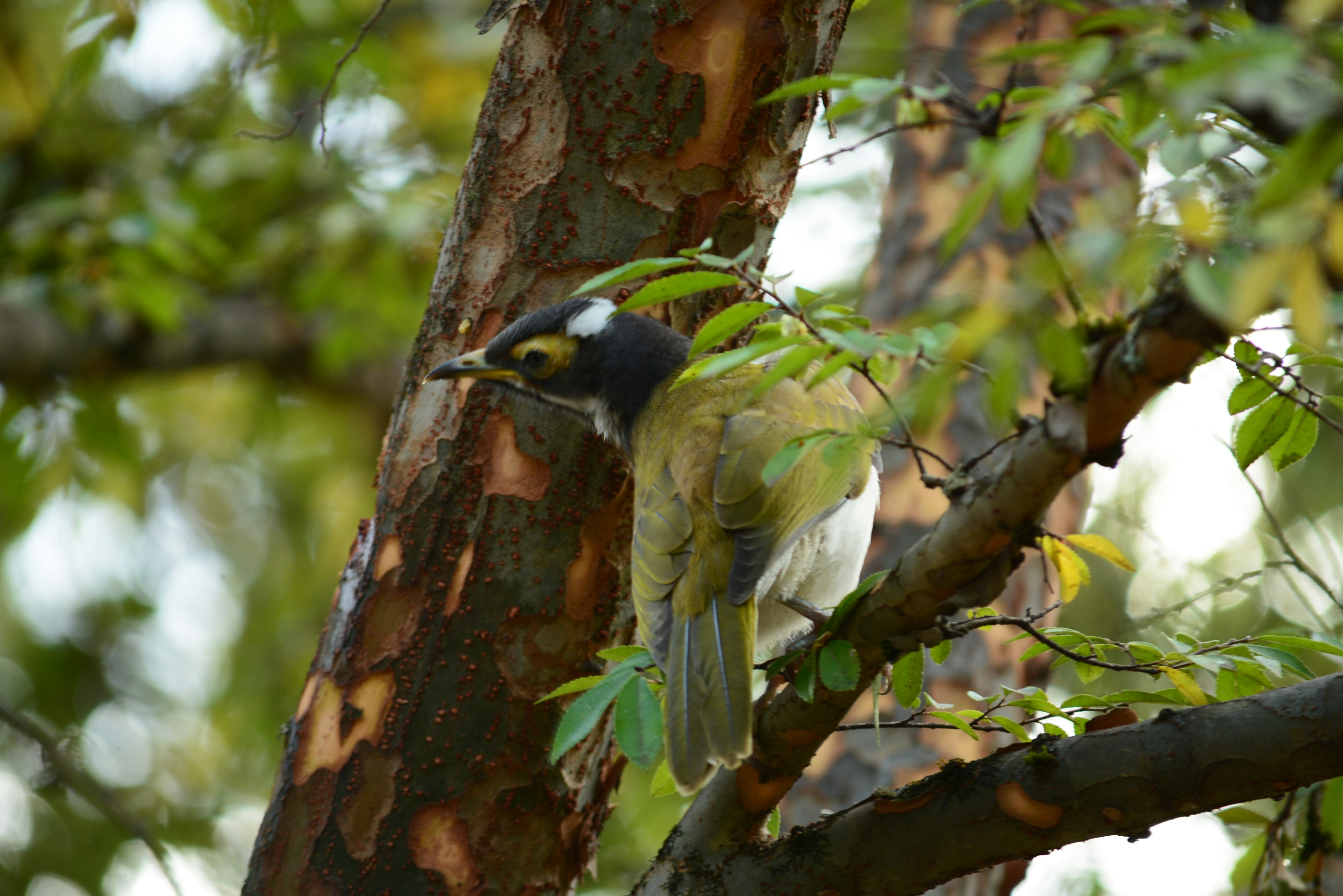 birds sitting on a tree