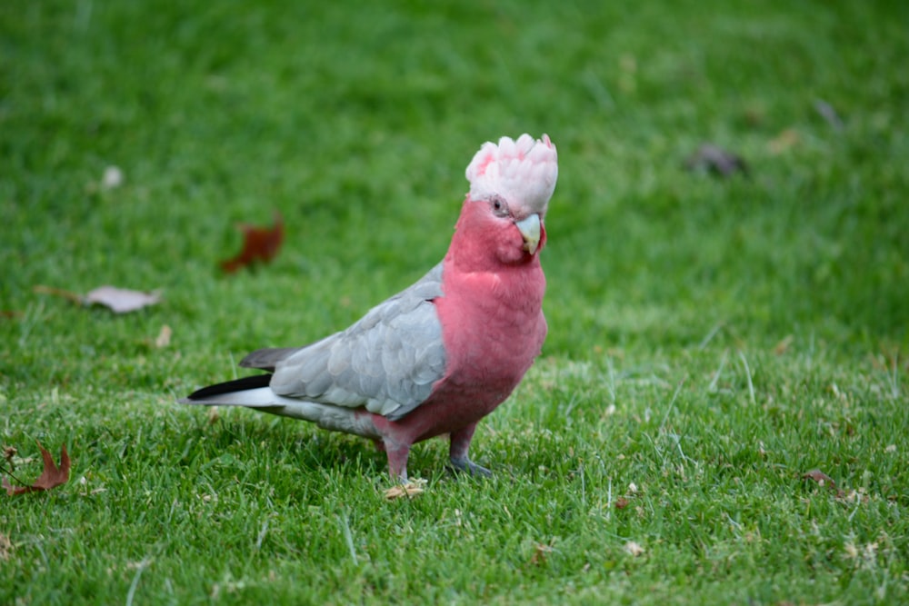 a bird standing on grass