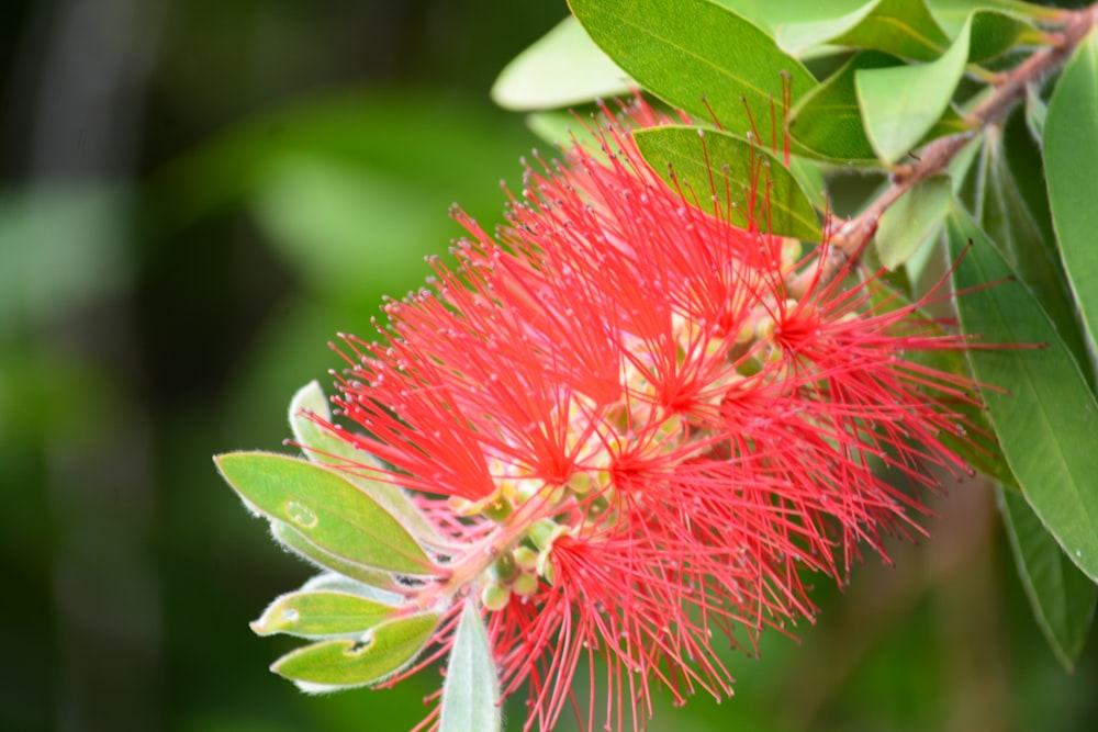 a red flower with green leaves