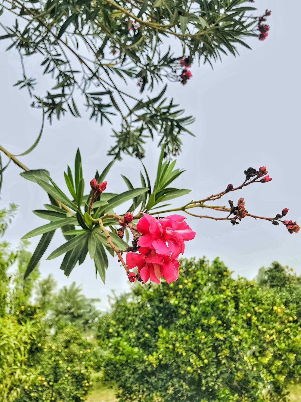 a tree with pink flowers