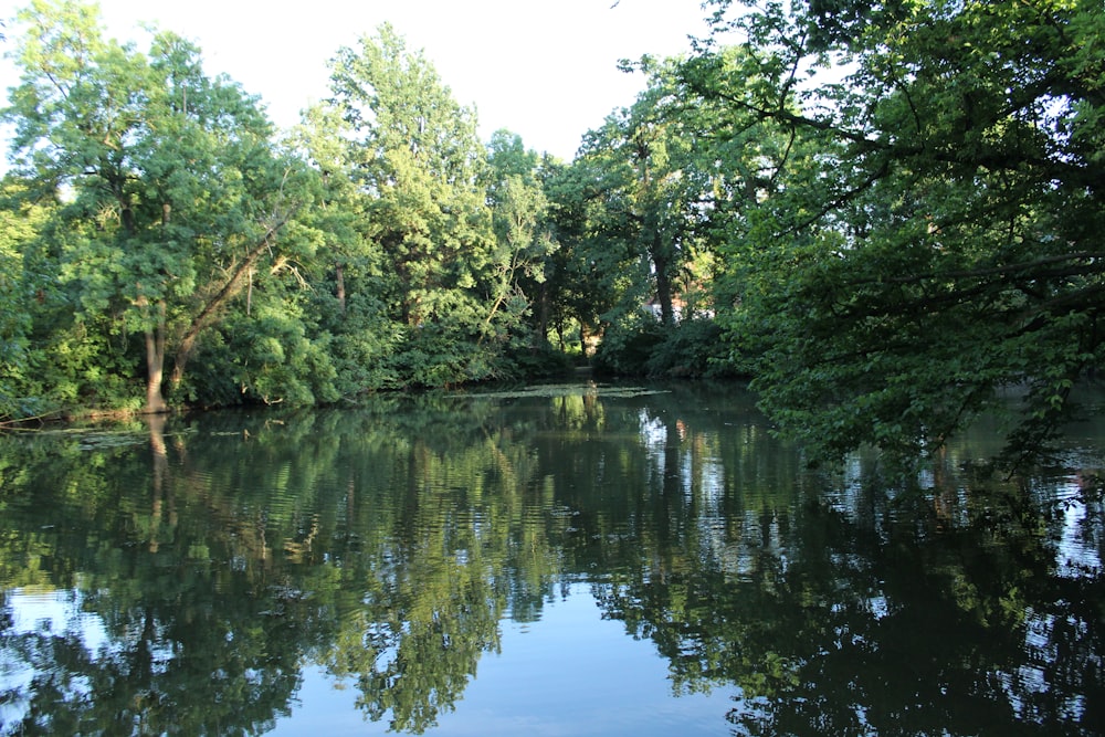 a body of water with trees around it