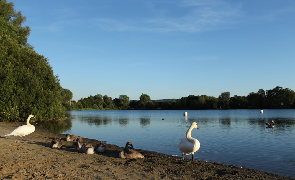 Eine Gruppe von Vögeln auf einem See