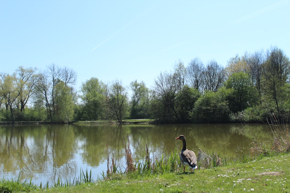 a bird standing next to a body of water