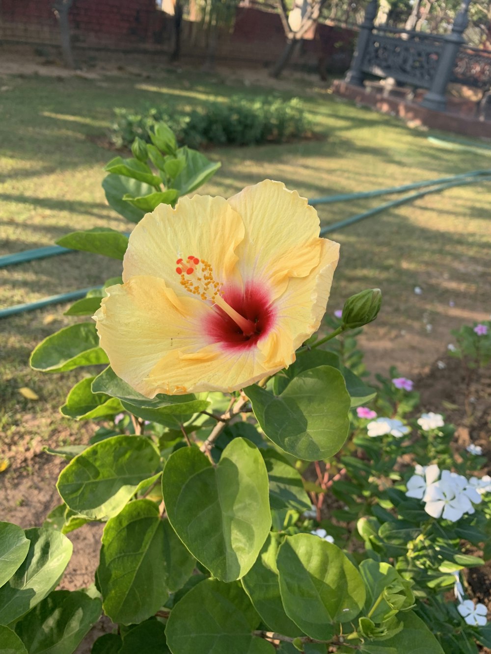 a yellow flower in a garden