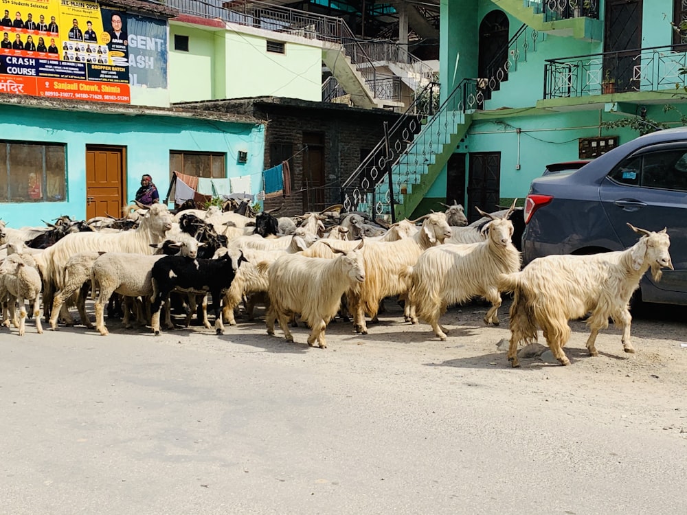 a group of sheep walking on the street