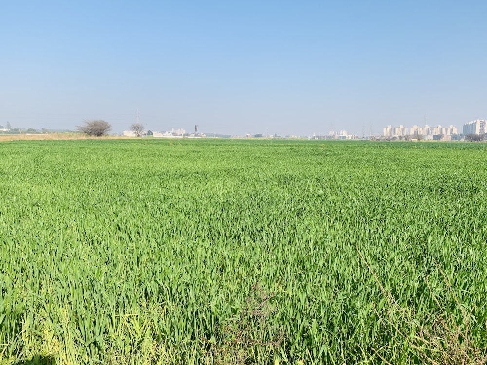 a large green field