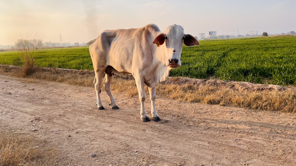 a cow standing on a dirt road